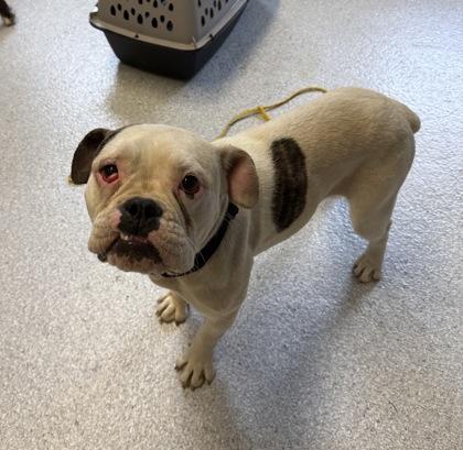 Anchovy, ADOPTABLE, Adult Female English Bulldog.