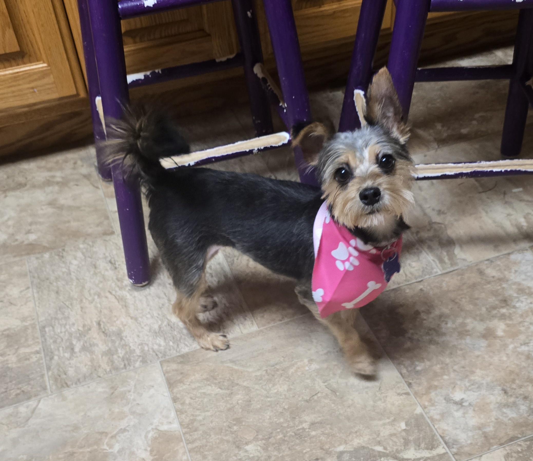 Enlarge Diva, a ADOPTABLE Yorkshire Terrier in Jamestown, ND image 4/6