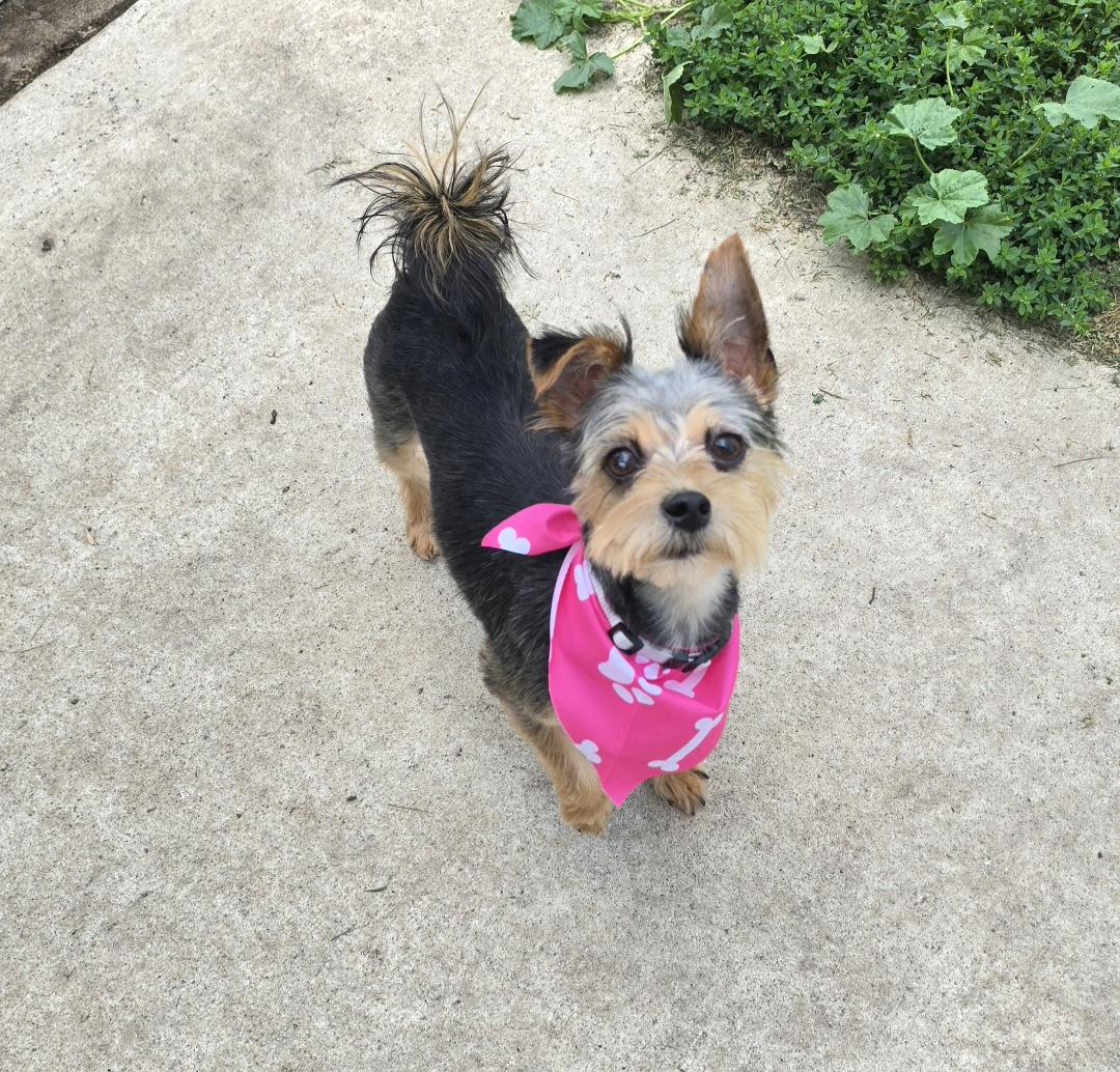 Diva, ADOPTABLE, Adult Female Yorkshire Terrier.