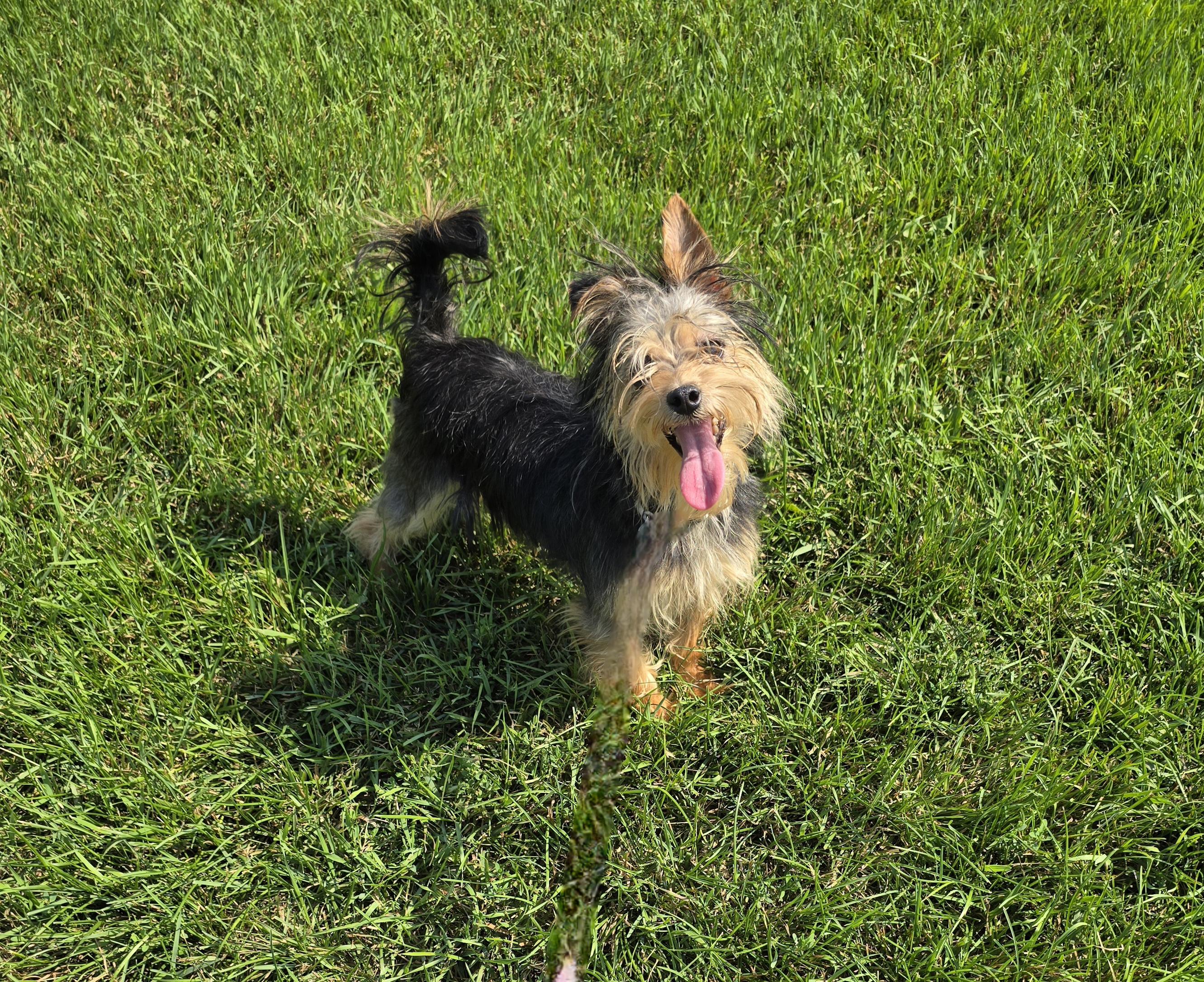 Enlarge Diva, a ADOPTABLE Yorkshire Terrier in Jamestown, ND image 6/6
