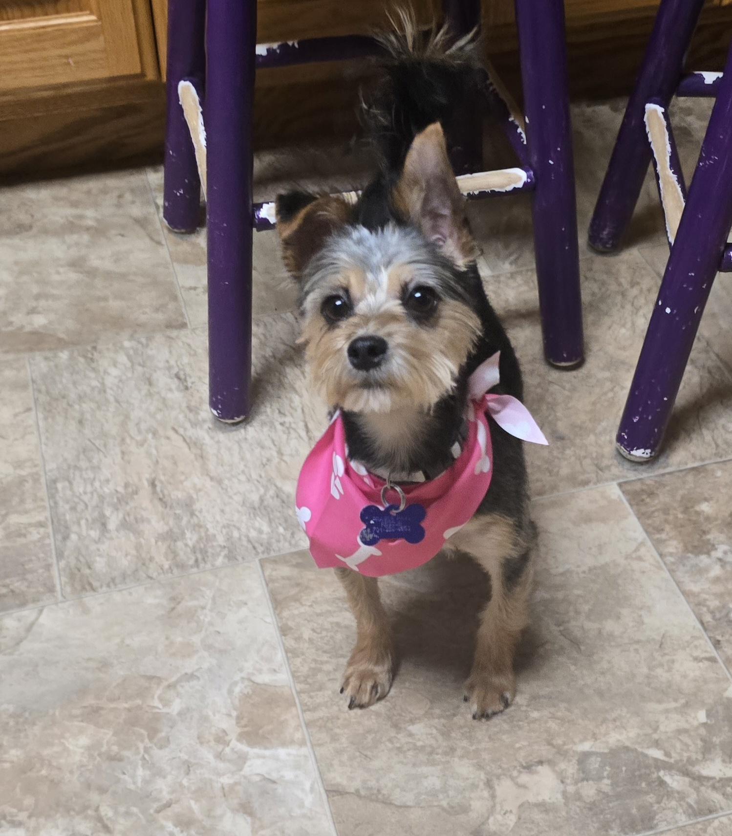 Enlarge Diva, a ADOPTABLE Yorkshire Terrier in Jamestown, ND image 2/6