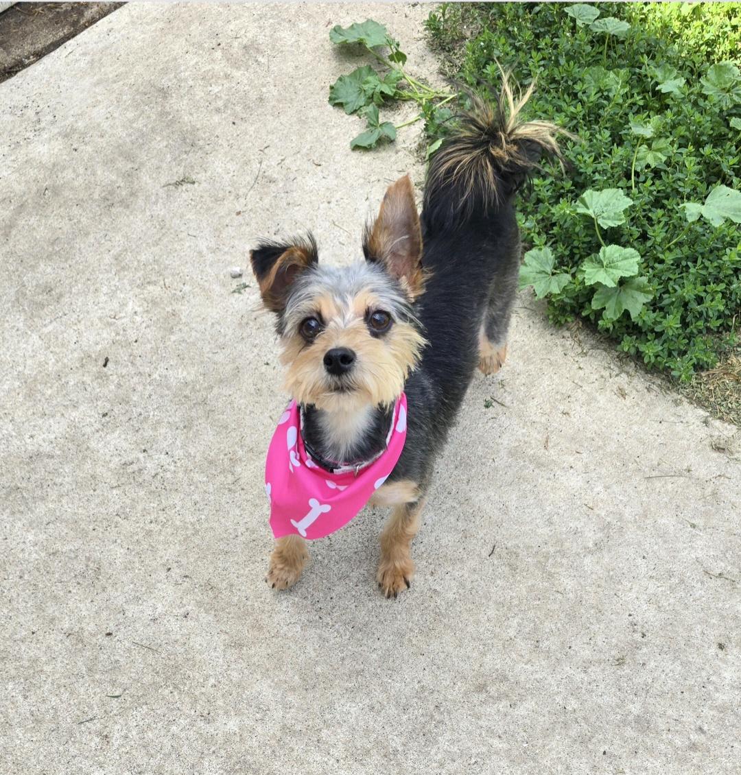 Enlarge Diva, a ADOPTABLE Yorkshire Terrier in Jamestown, ND image 3/6