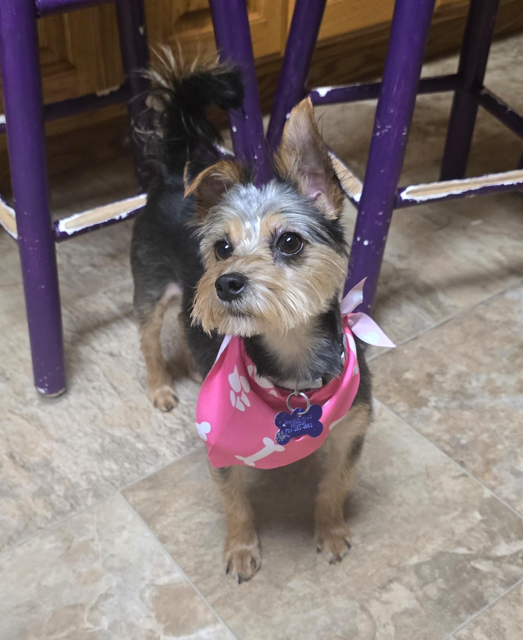 Enlarge Diva, a ADOPTABLE Yorkshire Terrier in Jamestown, ND image 5/6