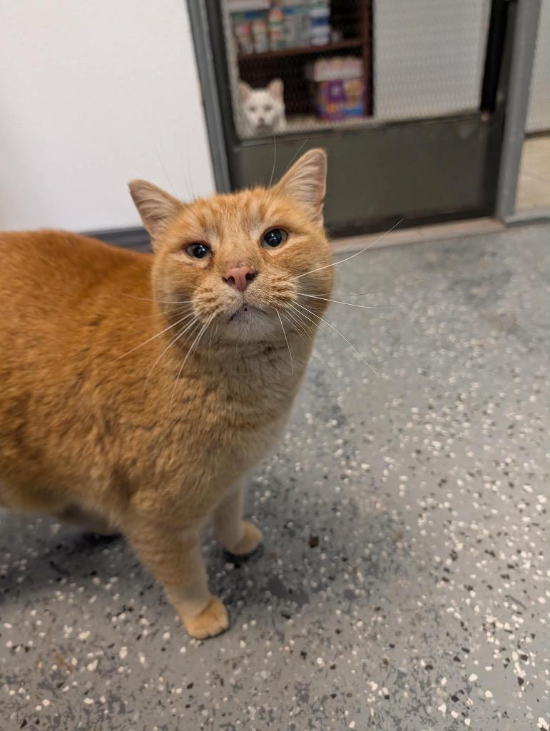 Enlarge Tuffnuts, a Adopted Tabby in Grand Junction, CO image 1/1