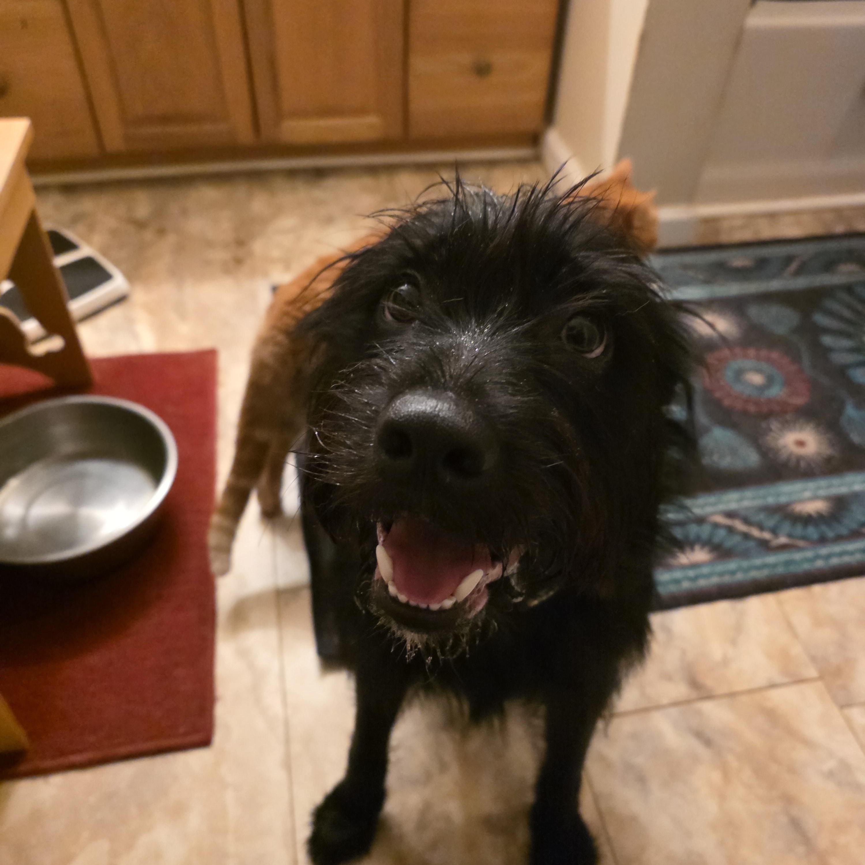 Fable , a ADOPTABLE mixed breed in Fryeburg, ME image 1/4