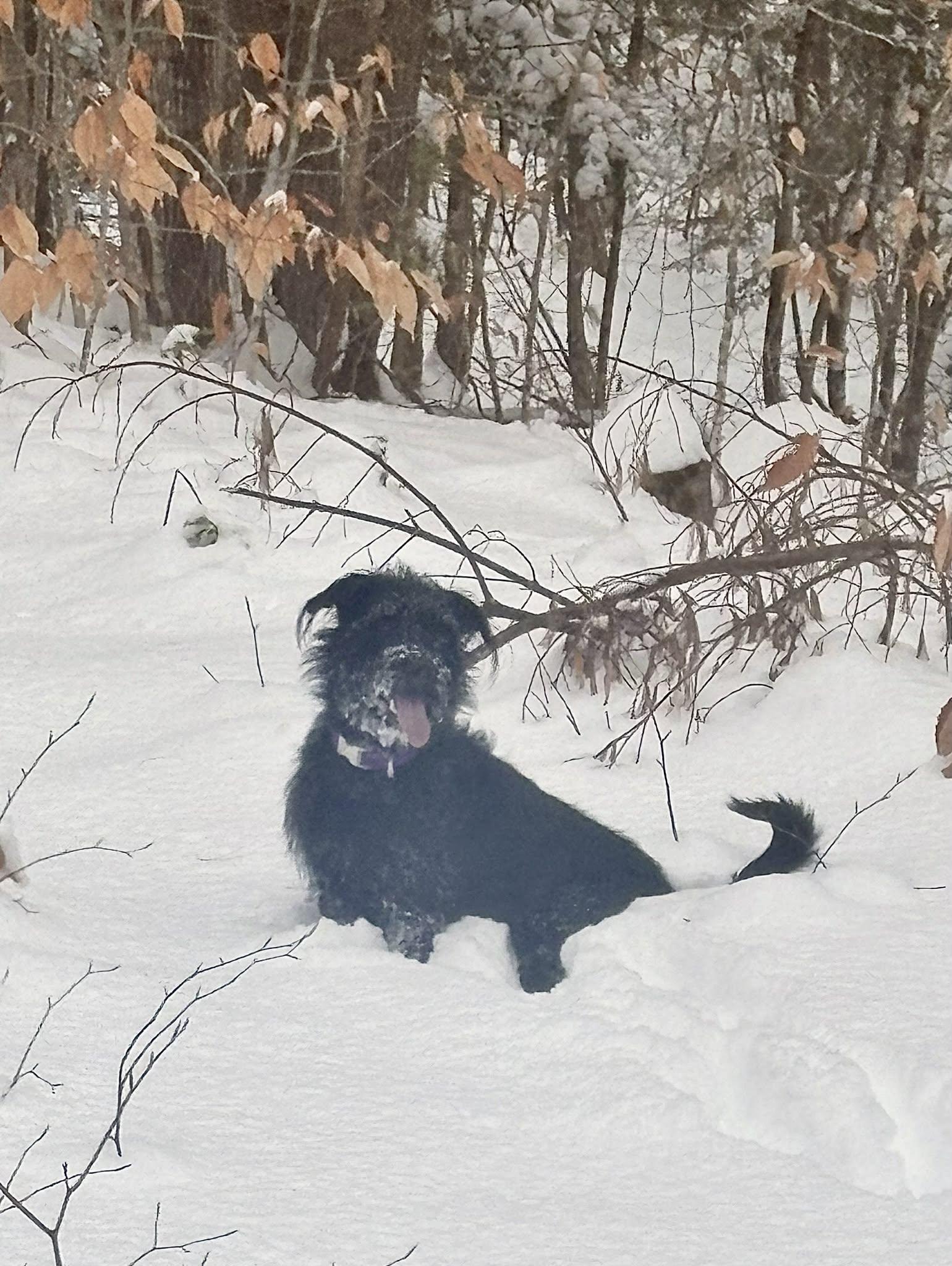 Fable , a ADOPTABLE mixed breed in Fryeburg, ME image 2/4