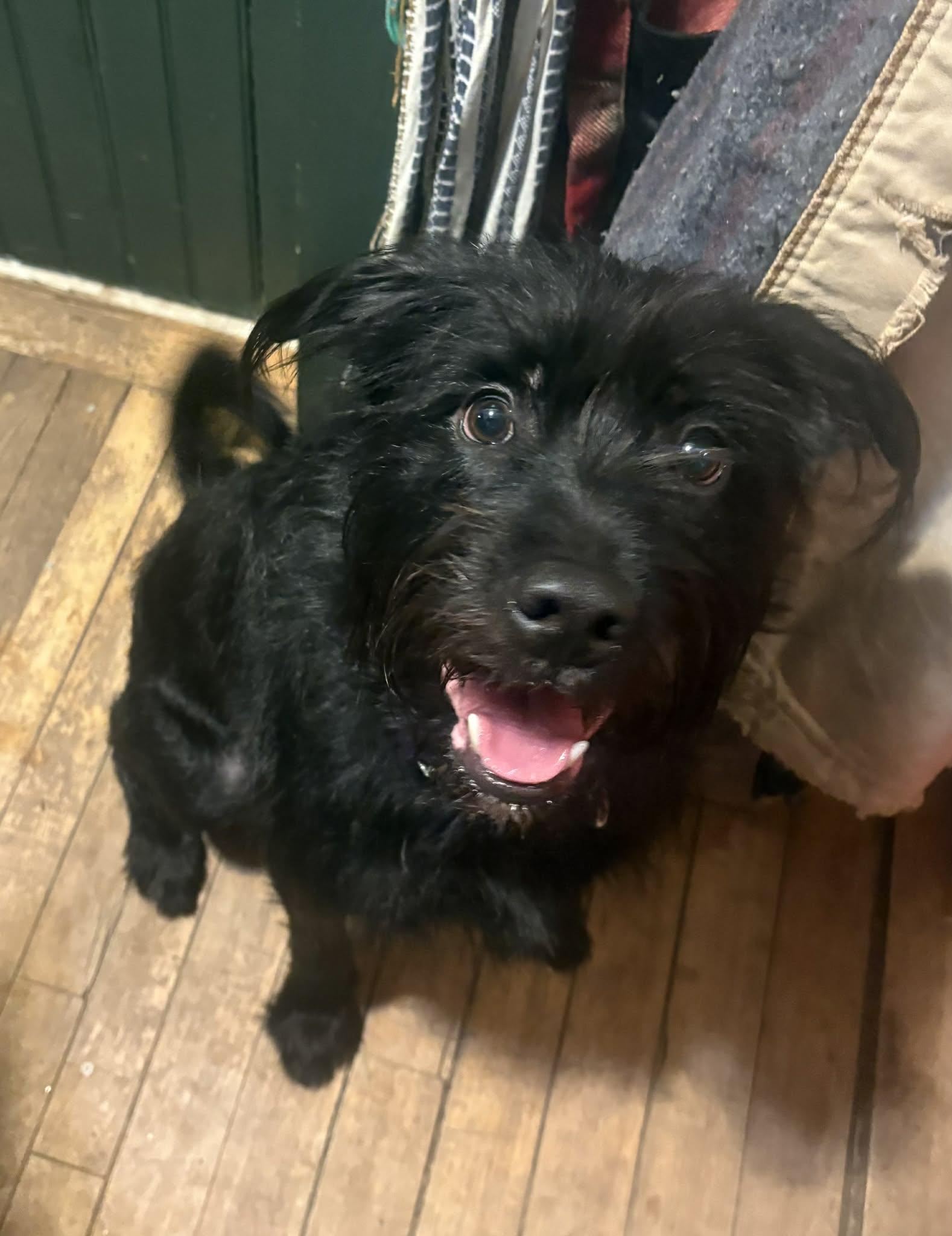 Fable , a ADOPTABLE mixed breed in Fryeburg, ME image 3/4