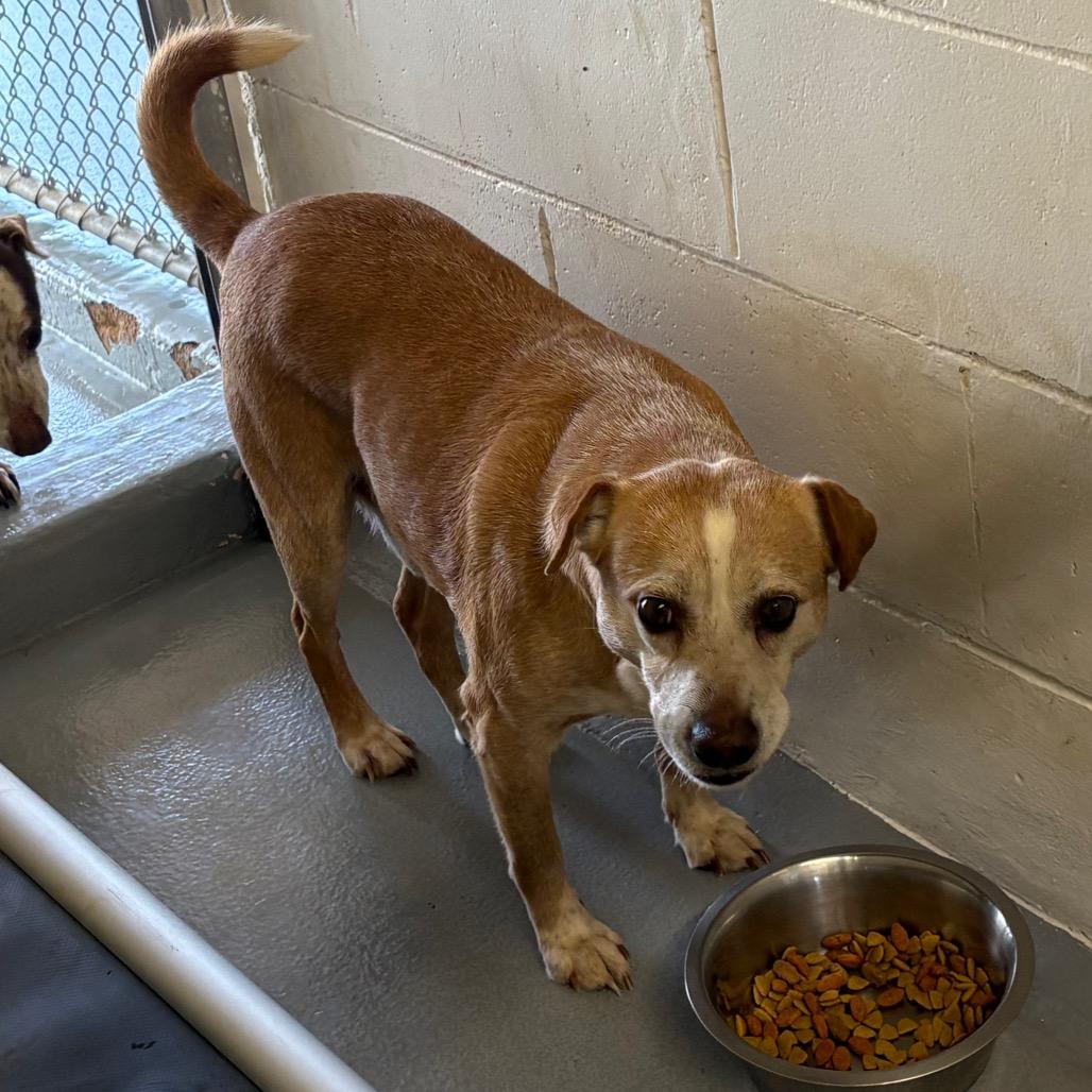 Enlarge Motley, a Adoptable mixed breed in Morganton, NC image 1/2