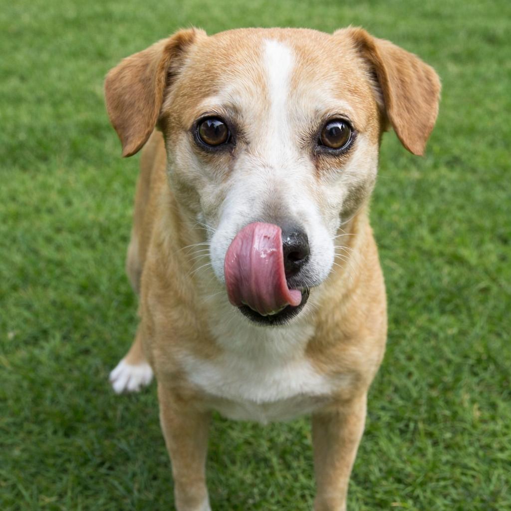 Enlarge Motley, a Adoptable mixed breed in Morganton, NC image 2/2