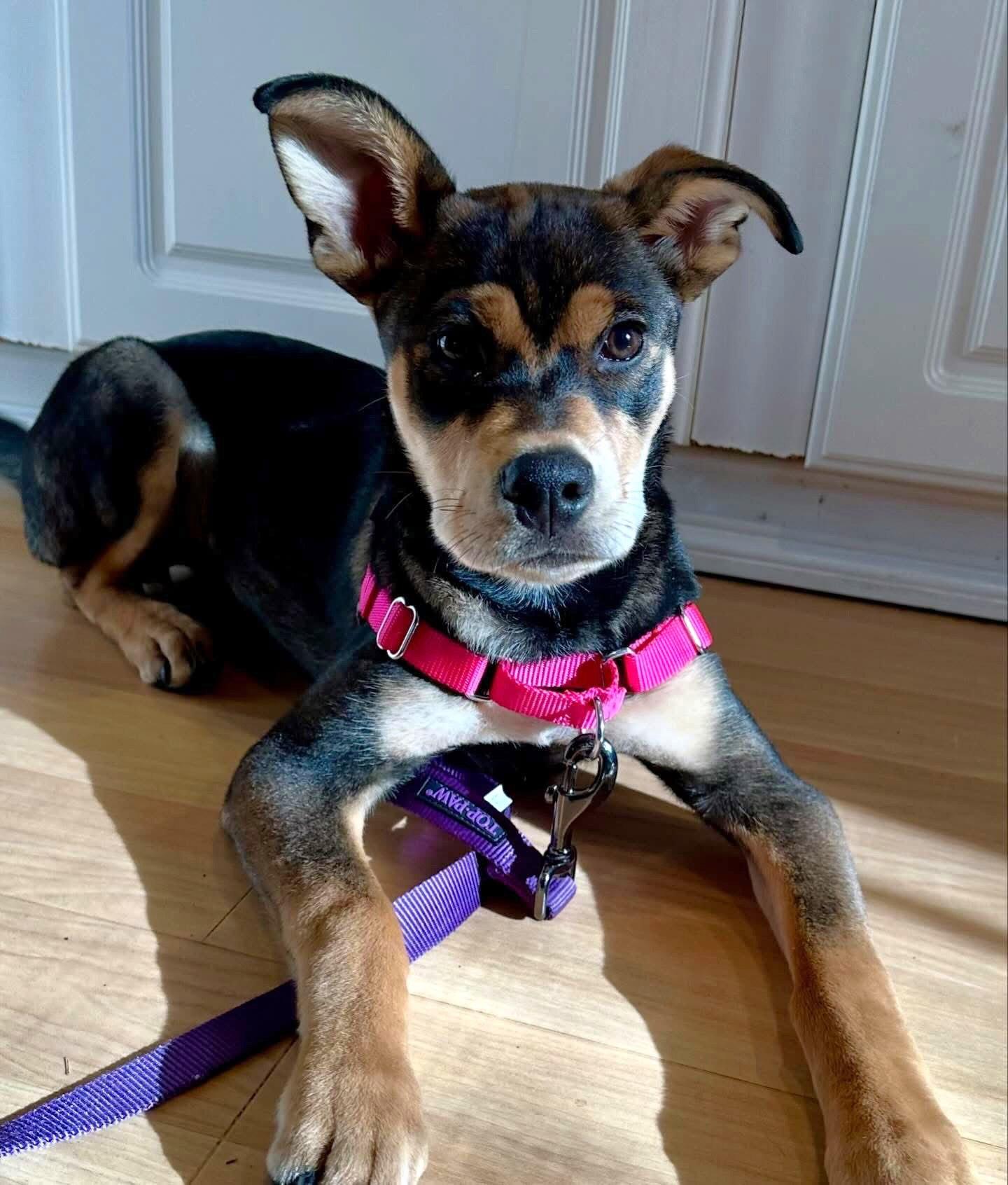 Enlarge Lola, a Adopted Shepherd in Lake Hopatcong, NJ image 1/3