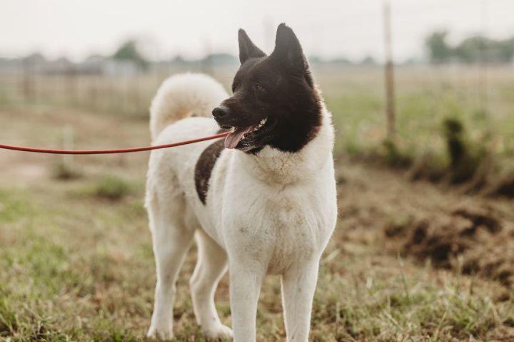 Enlarge Bailey, a Adoptable Akita in Klondike, TX image 1/3
