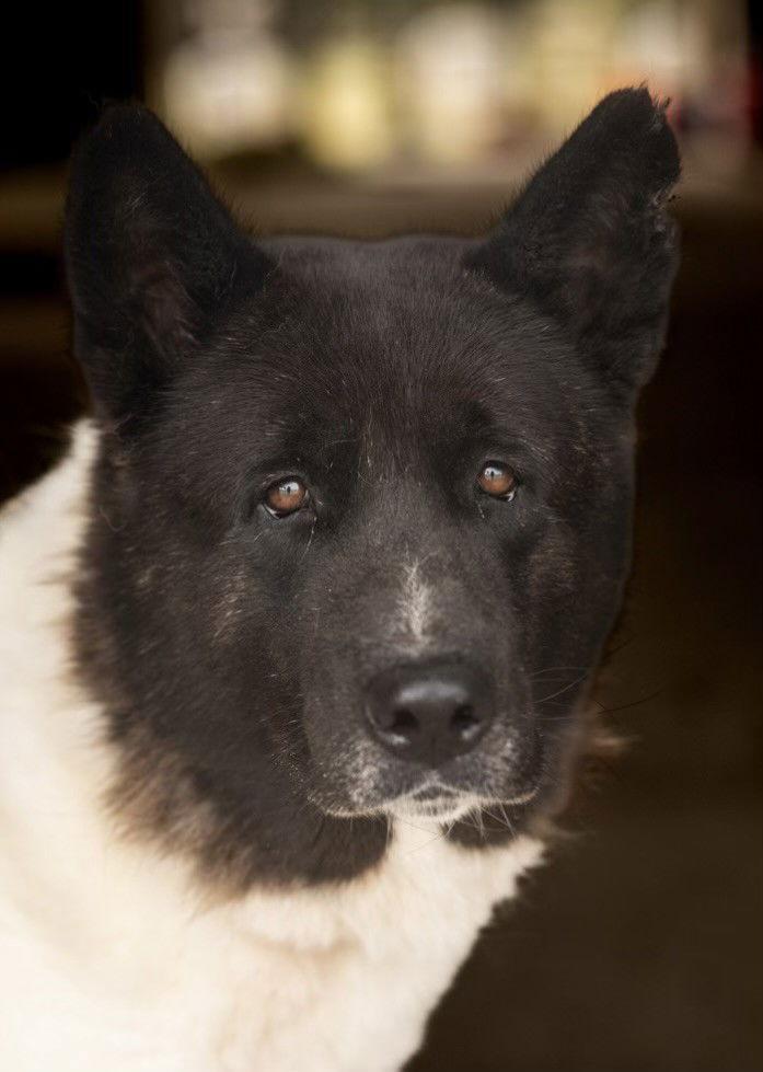Enlarge Bailey, a Adoptable Akita in Klondike, TX image 2/3