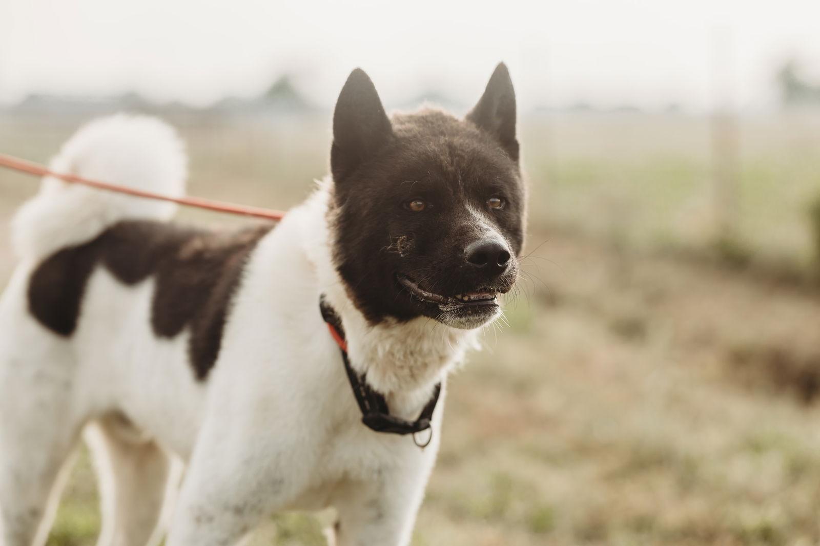 Enlarge Bailey, a Adoptable Akita in Klondike, TX image 3/3