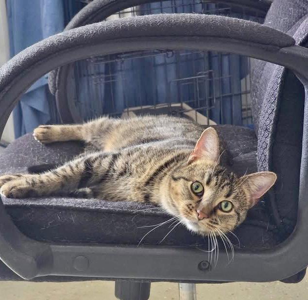 Enlarge Herb, a Adoptable Domestic Short Hair in Detroit Lakes, MN image 1/3