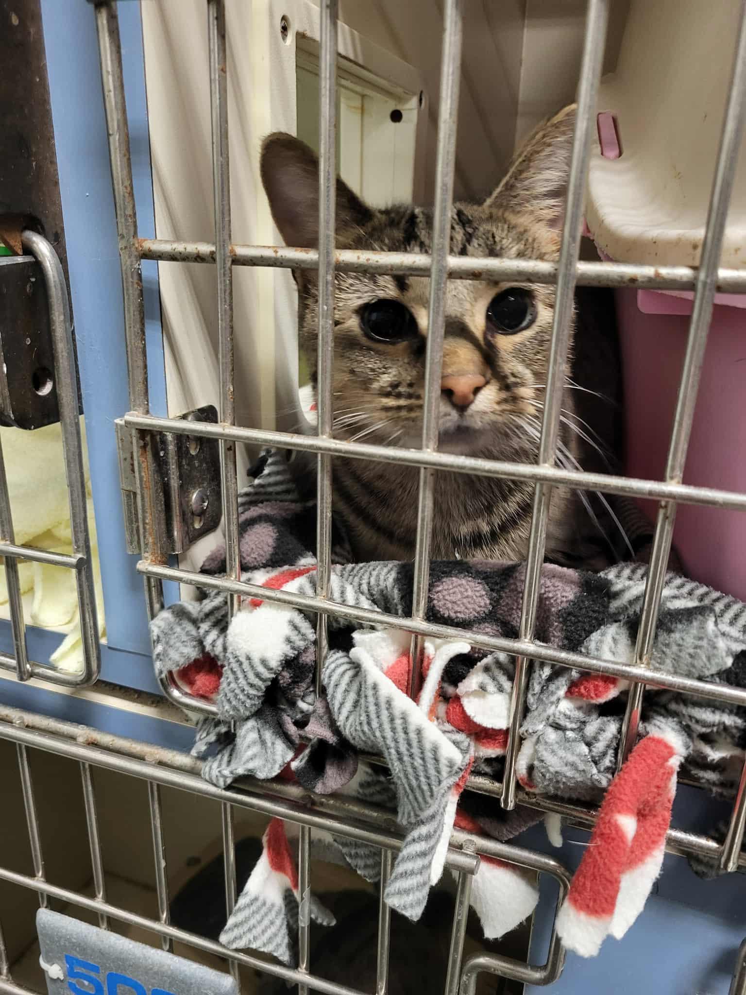 Herb, Adoptable, Young Female Domestic Short Hair.