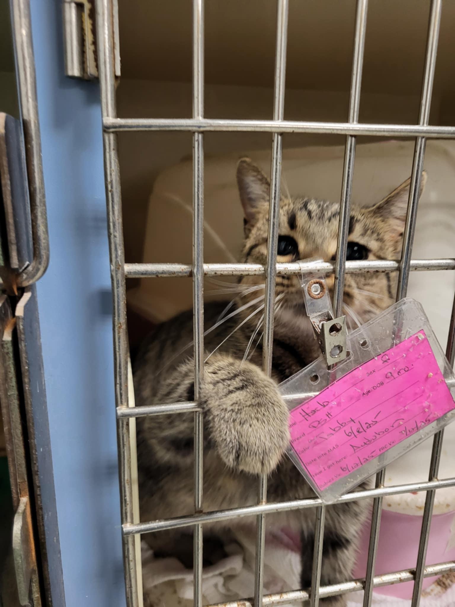 Herb, a Adoptable Domestic Short Hair in Detroit Lakes, MN image 2/3