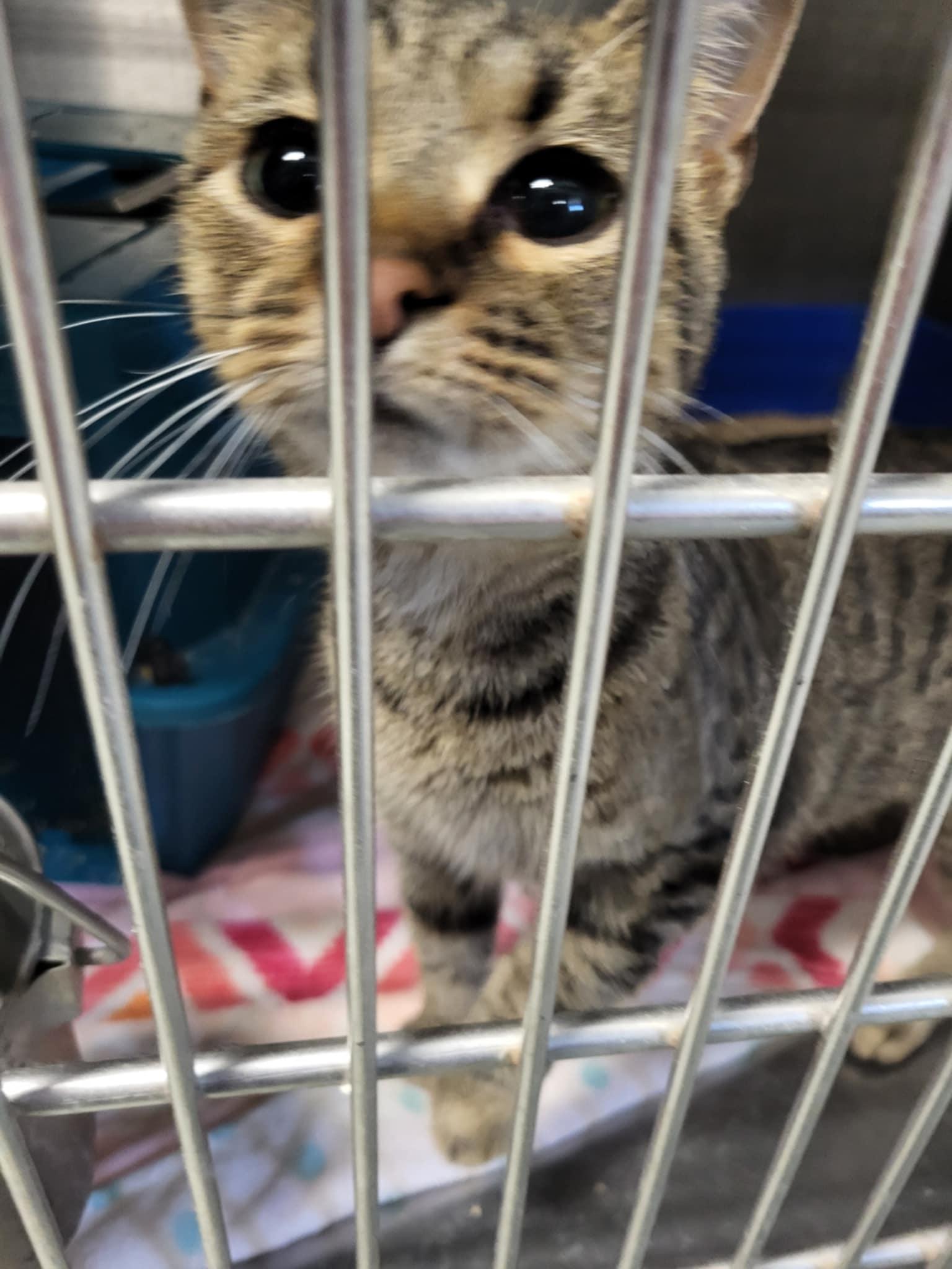 Herb, Adoptable, Young Female Domestic Short Hair.
