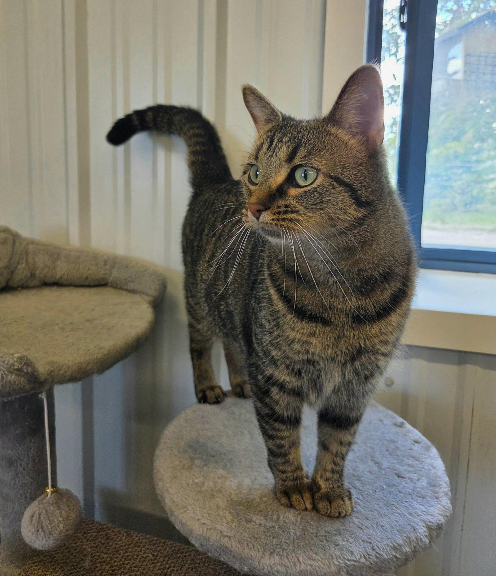 Enlarge Herb, a Adoptable Domestic Short Hair in Detroit Lakes, MN image 2/3