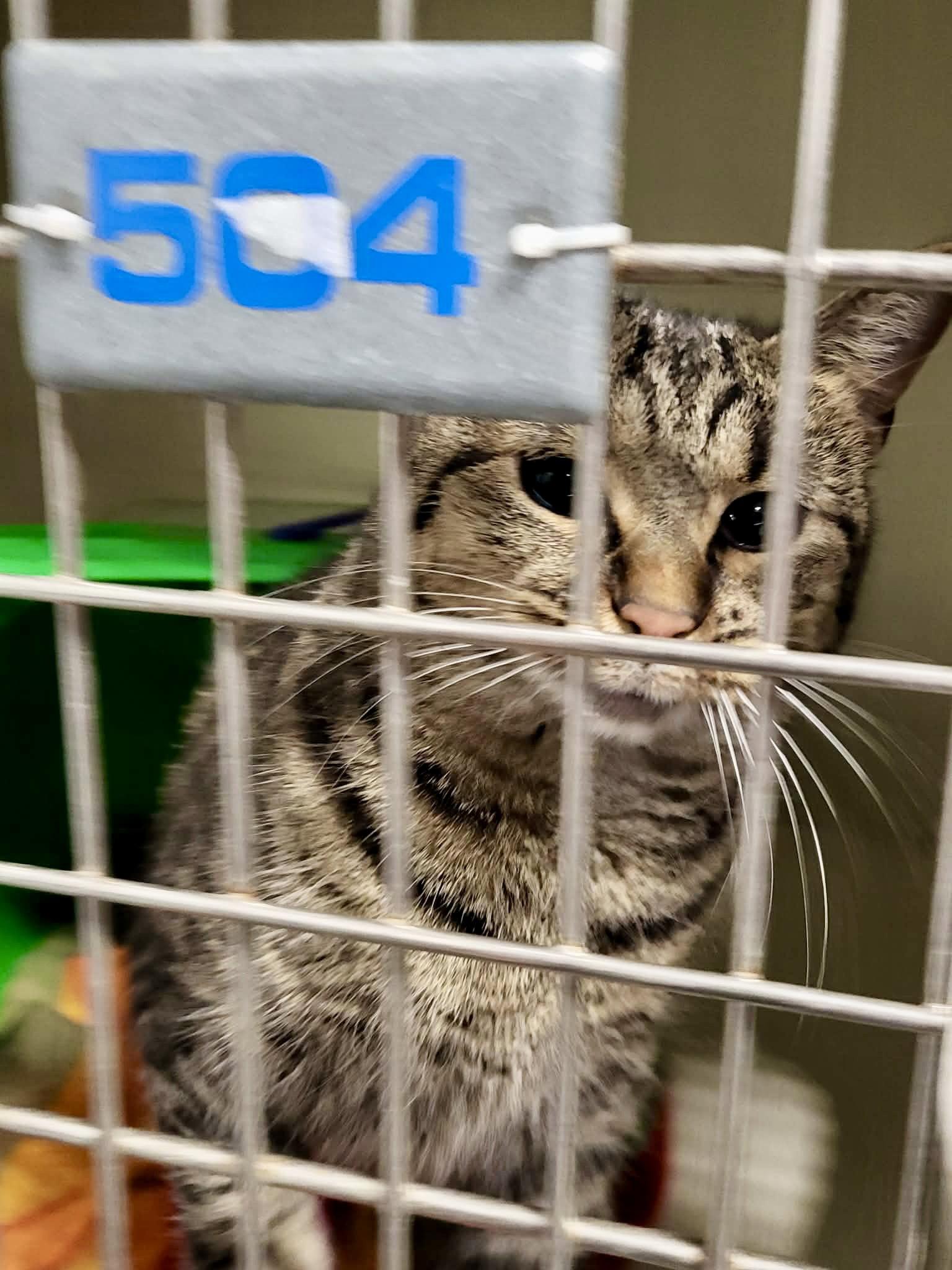 Enlarge Herb, a Adoptable Domestic Short Hair in Detroit Lakes, MN image 2/3