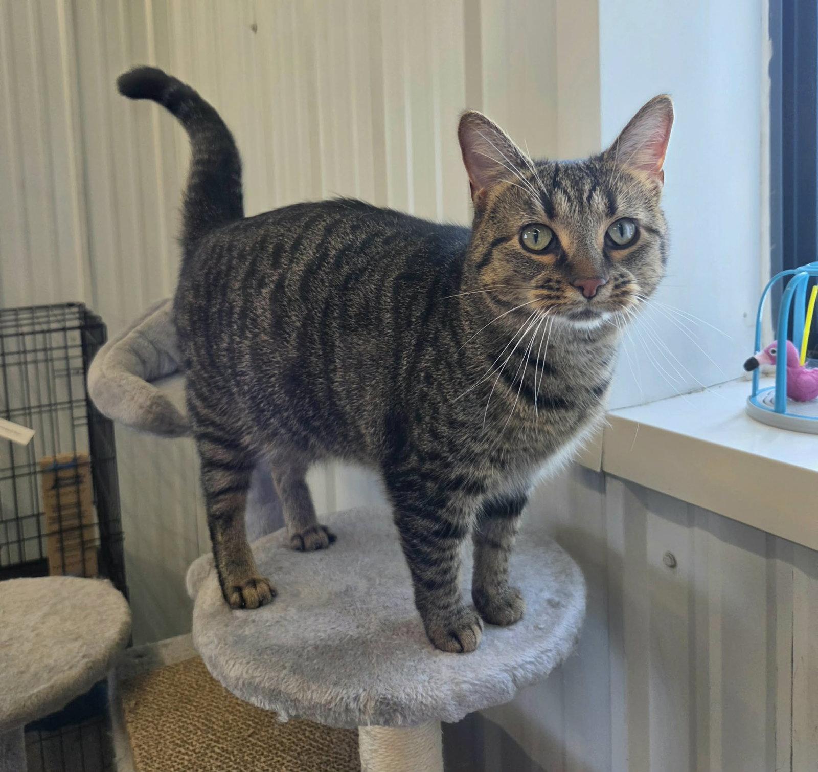 Enlarge Herb, a Adoptable Domestic Short Hair in Detroit Lakes, MN image 3/3