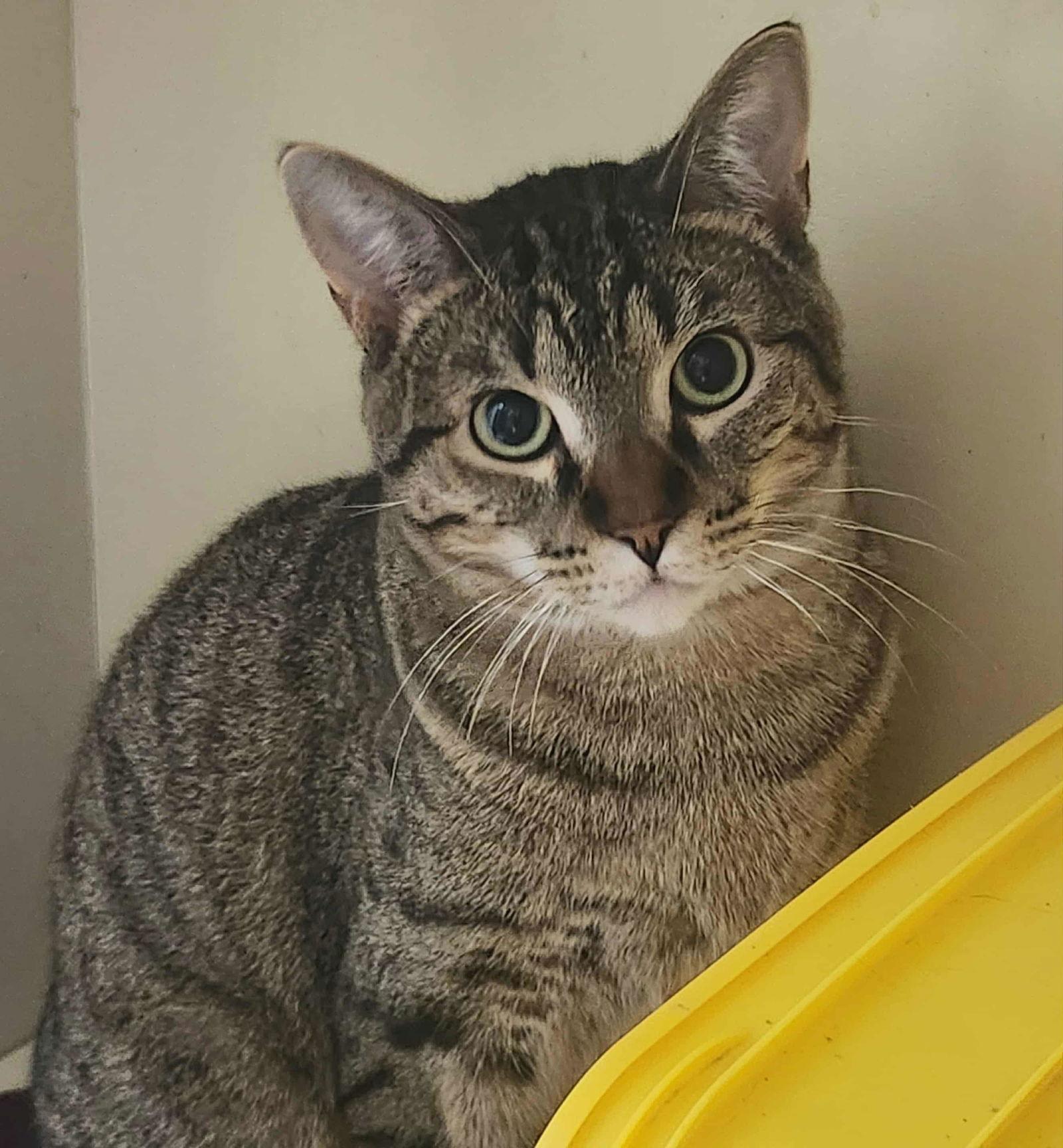 Herb, Adoptable, Young Female Domestic Short Hair.