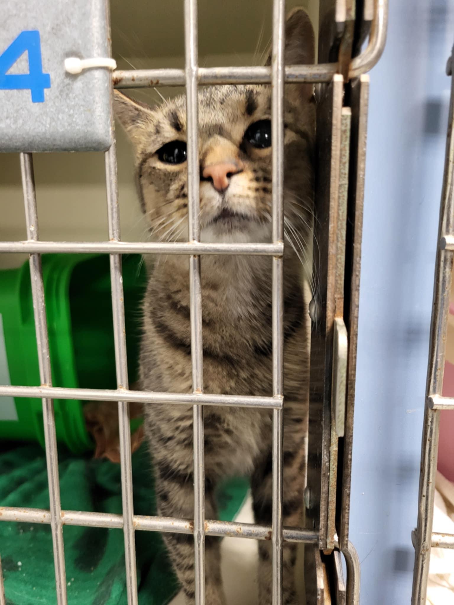 Enlarge Herb, a Adoptable Domestic Short Hair in Detroit Lakes, MN image 3/3