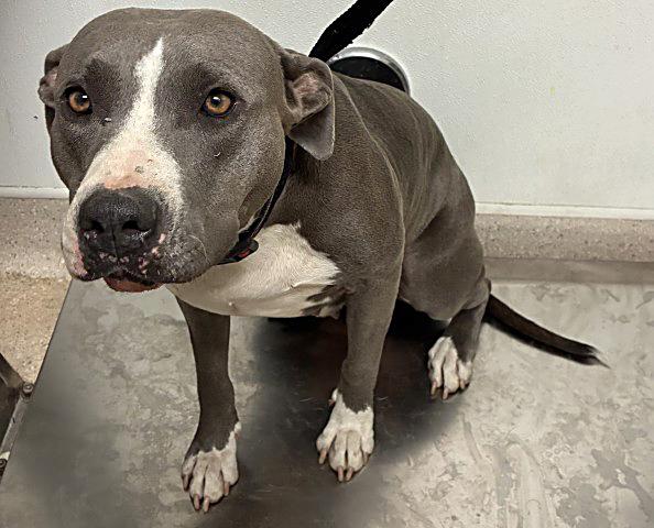 Enlarge Penelope - WAITING FOR HER FOREVER HOME, an adoptable Pit Bull Terrier in Thousand Oaks, CA image 2/2