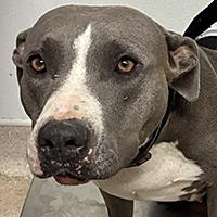 Penelope - WAITING FOR HER FOREVER HOME, adoptable, Young Female Pit Bull Terrier.