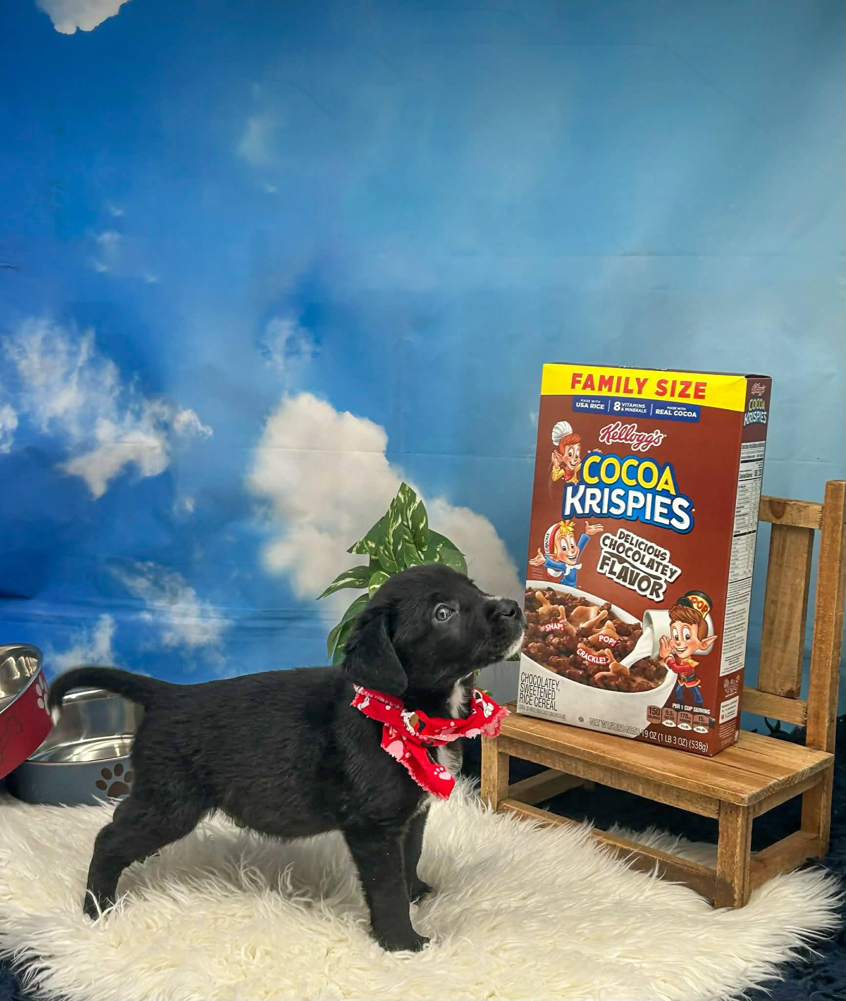 Enlarge Pop, a ADOPTABLE mixed breed in Sevierville, TN image 2/3