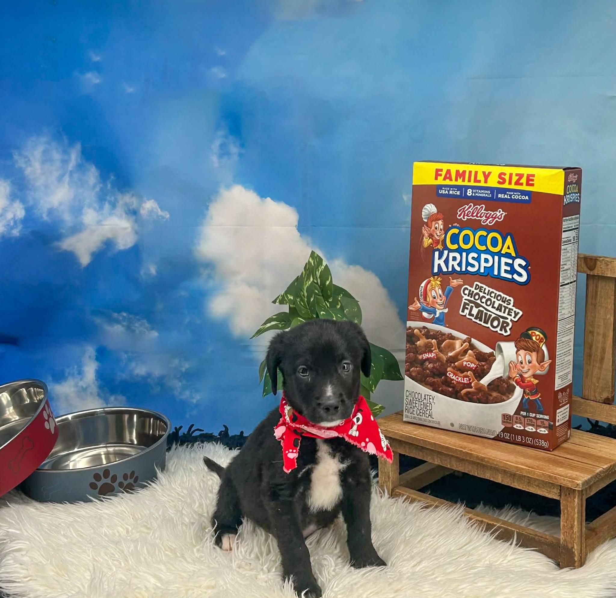 Enlarge Pop, a ADOPTABLE mixed breed in Sevierville, TN image 3/3