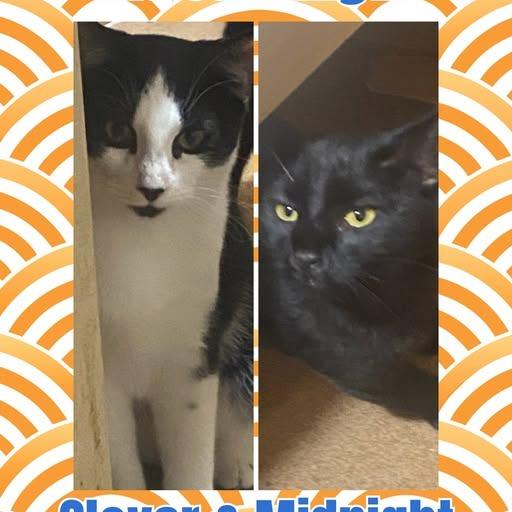 Midnight, Adoptable, Young Female Domestic Short Hair.