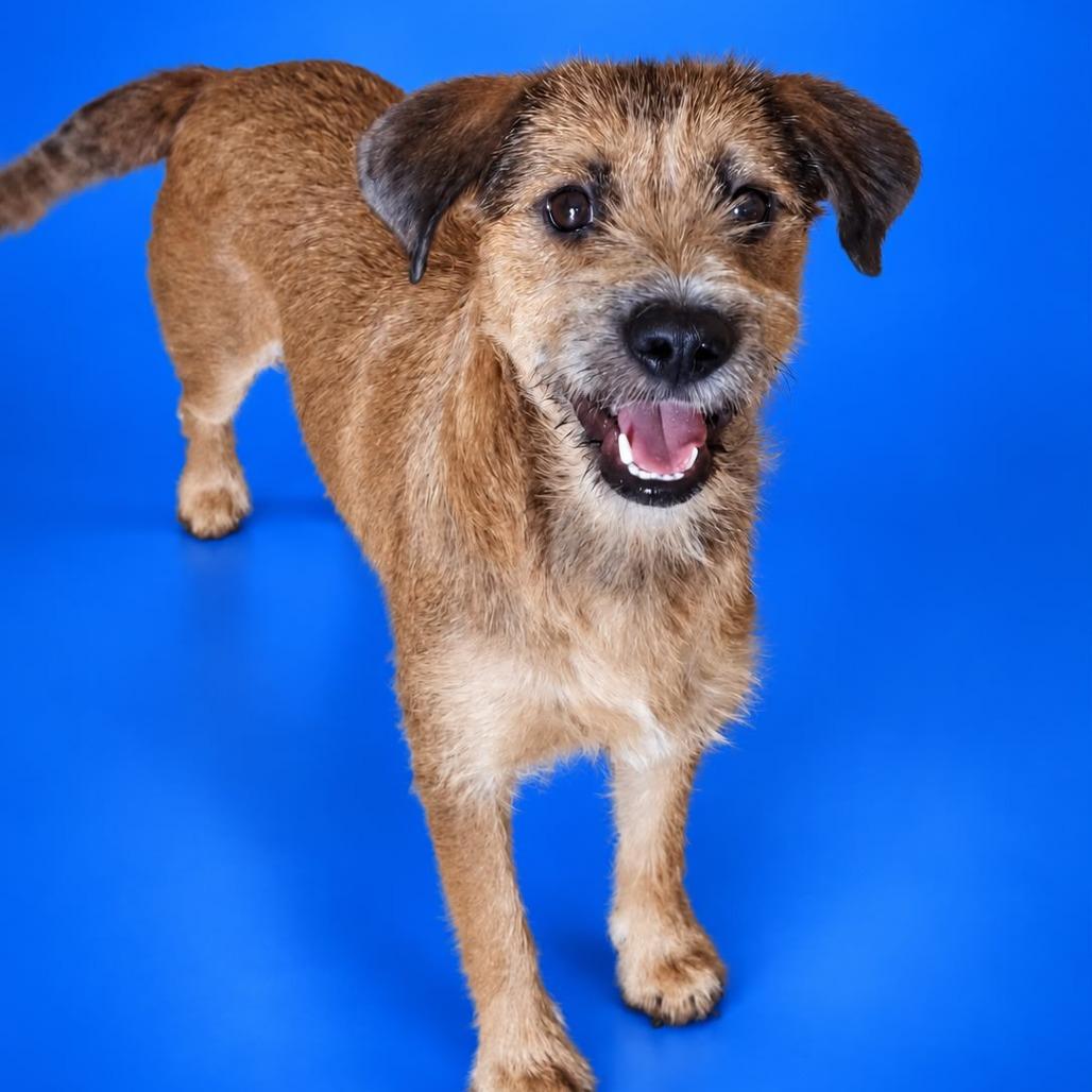 Darla, Adoptable, Young Female Schnauzer & Wirehaired Terrier.