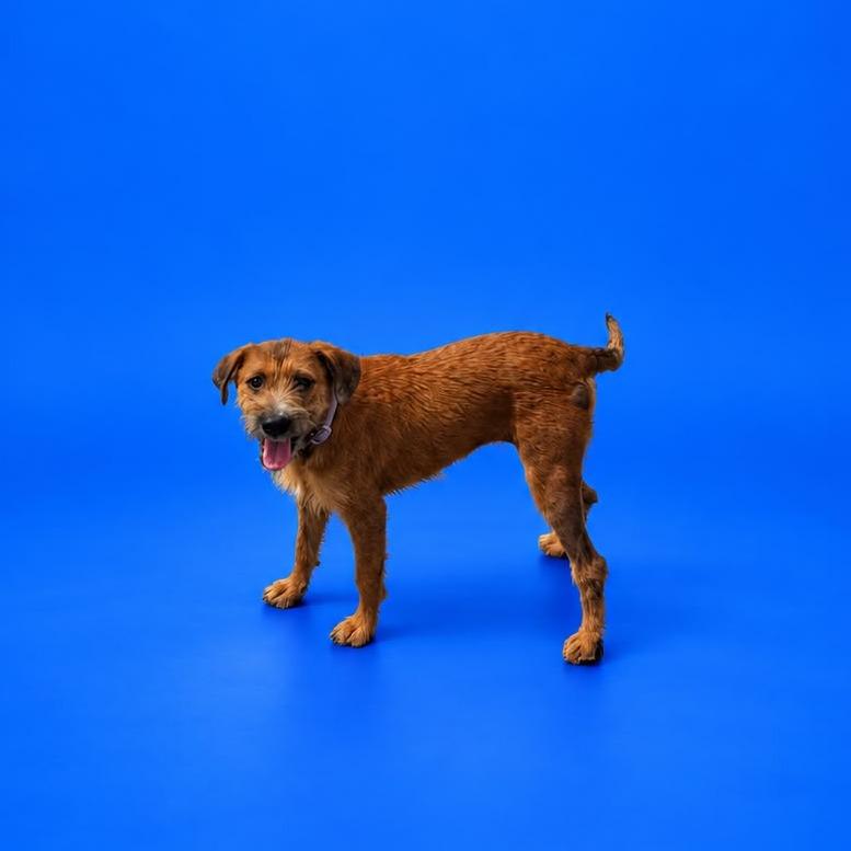 Enlarge Darla, a Adoptable mixed breed in San Diego, CA image 2/5