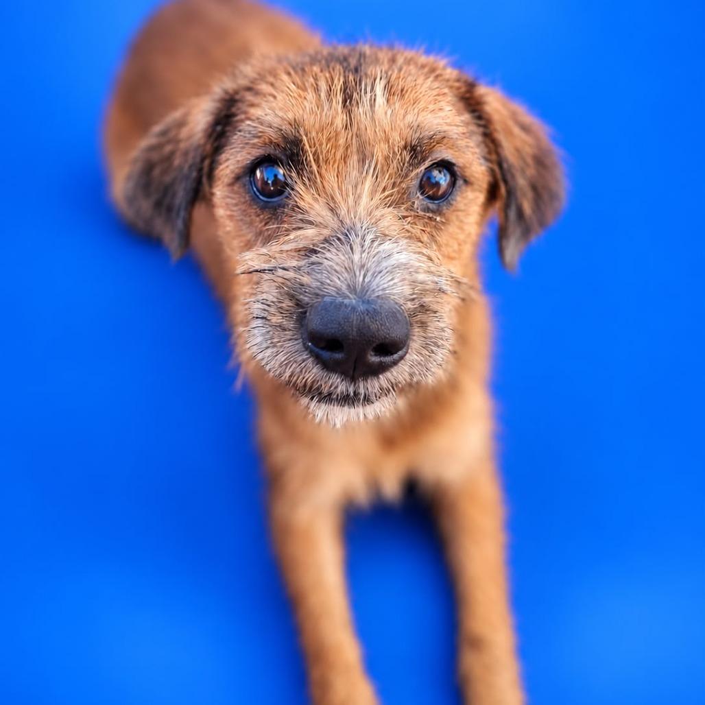 Enlarge Darla, a Adoptable mixed breed in San Diego, CA image 3/5