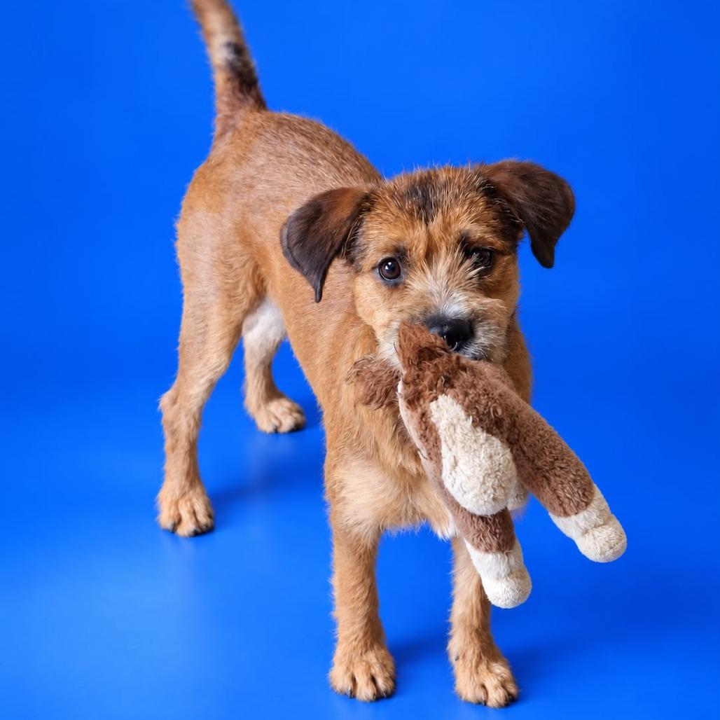 Enlarge Darla, a Adoptable mixed breed in San Diego, CA image 4/5
