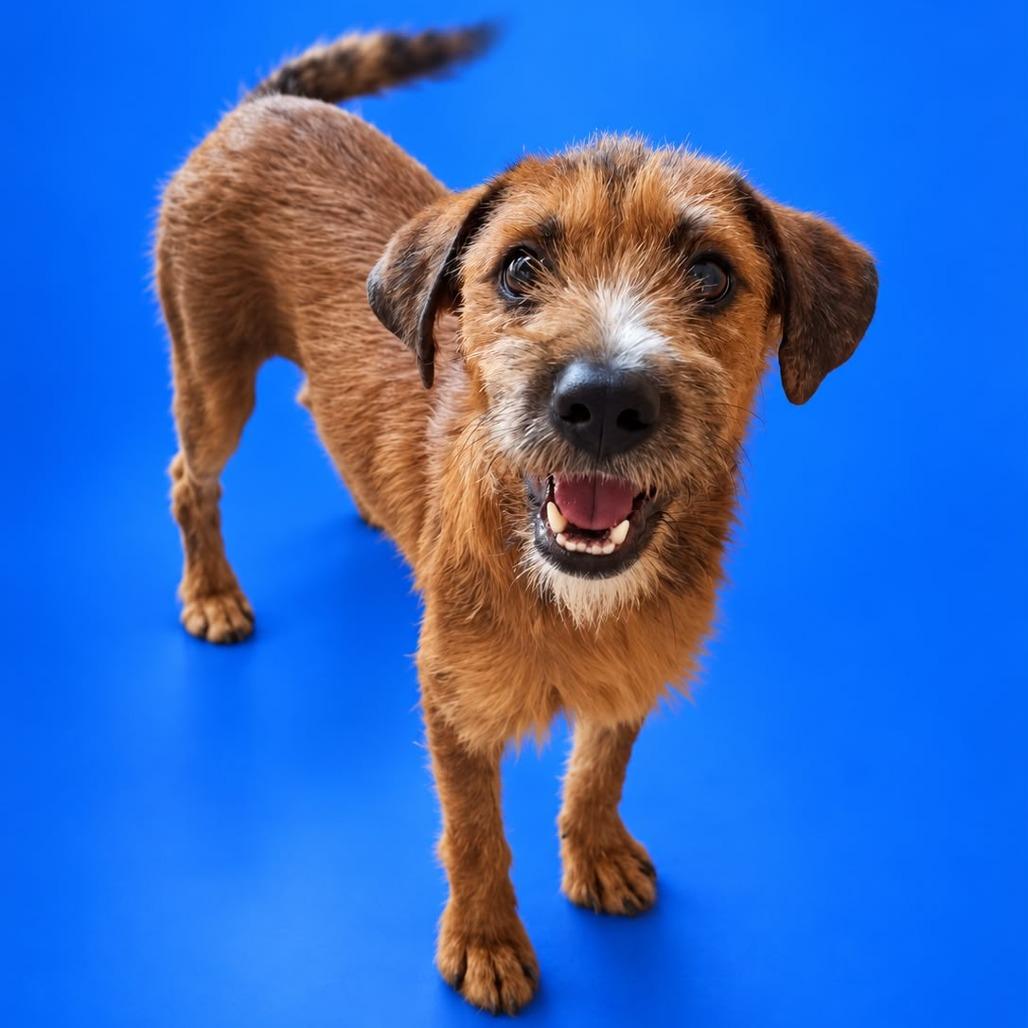 Enlarge Darla, a Adoptable mixed breed in San Diego, CA image 5/5