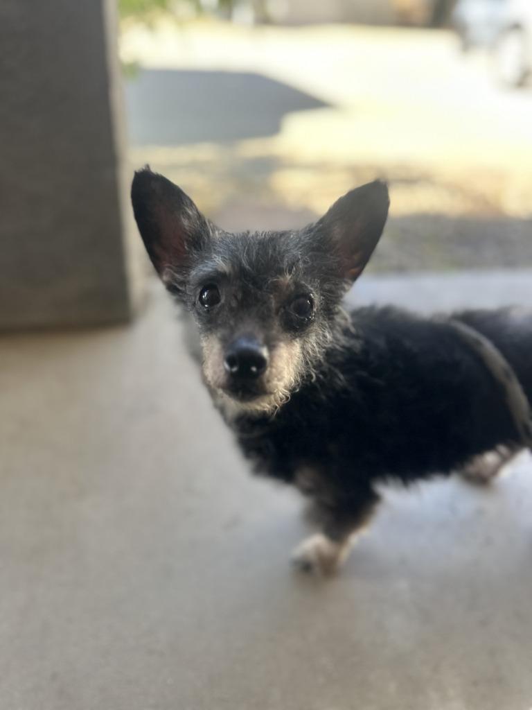 Enlarge Linda, a Adoptable mixed breed in Tehachapi, CA image 1/1