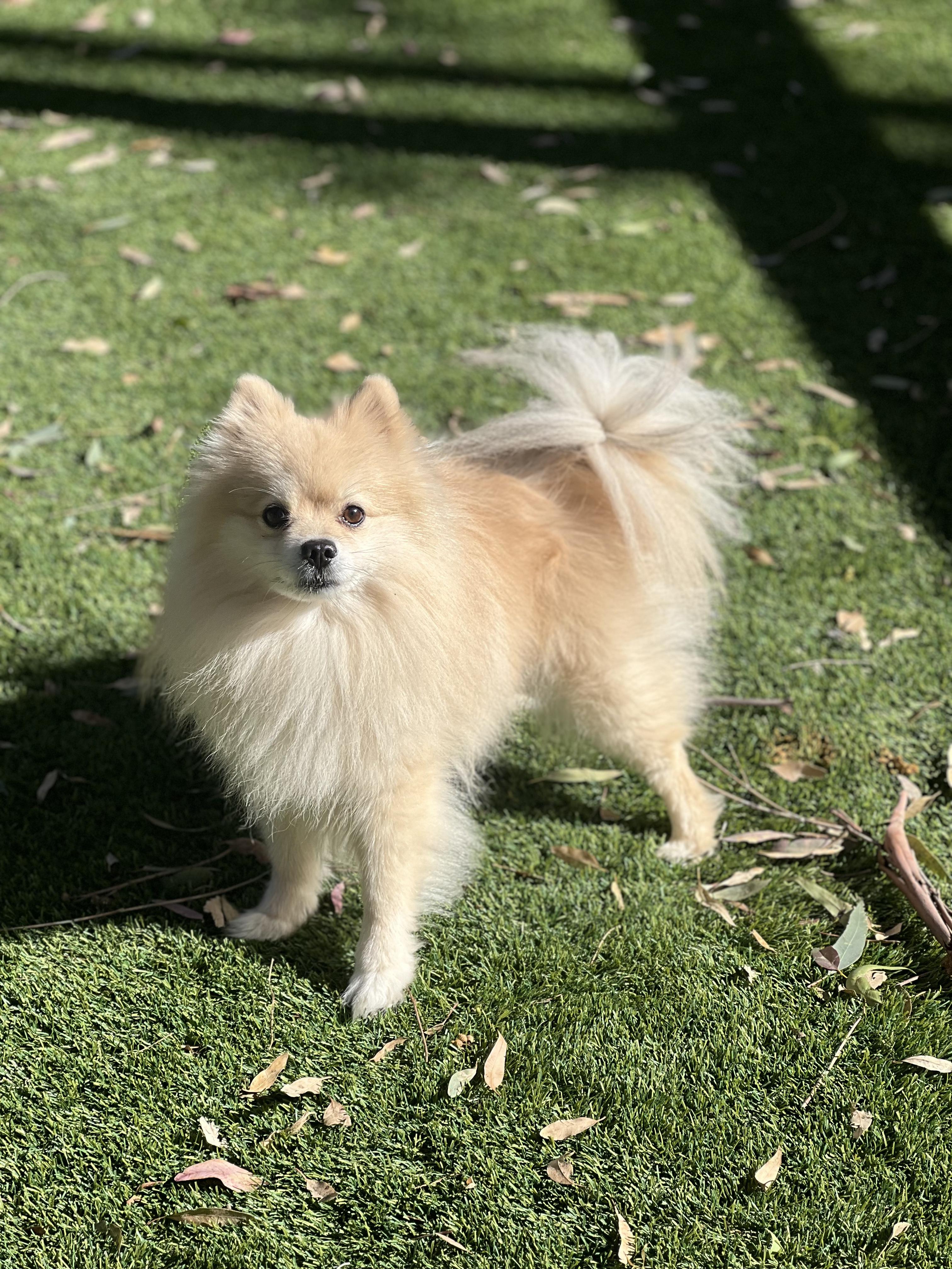 Enlarge Toby, a ADOPTABLE Pomeranian in West Hollywood, CA image 2/2