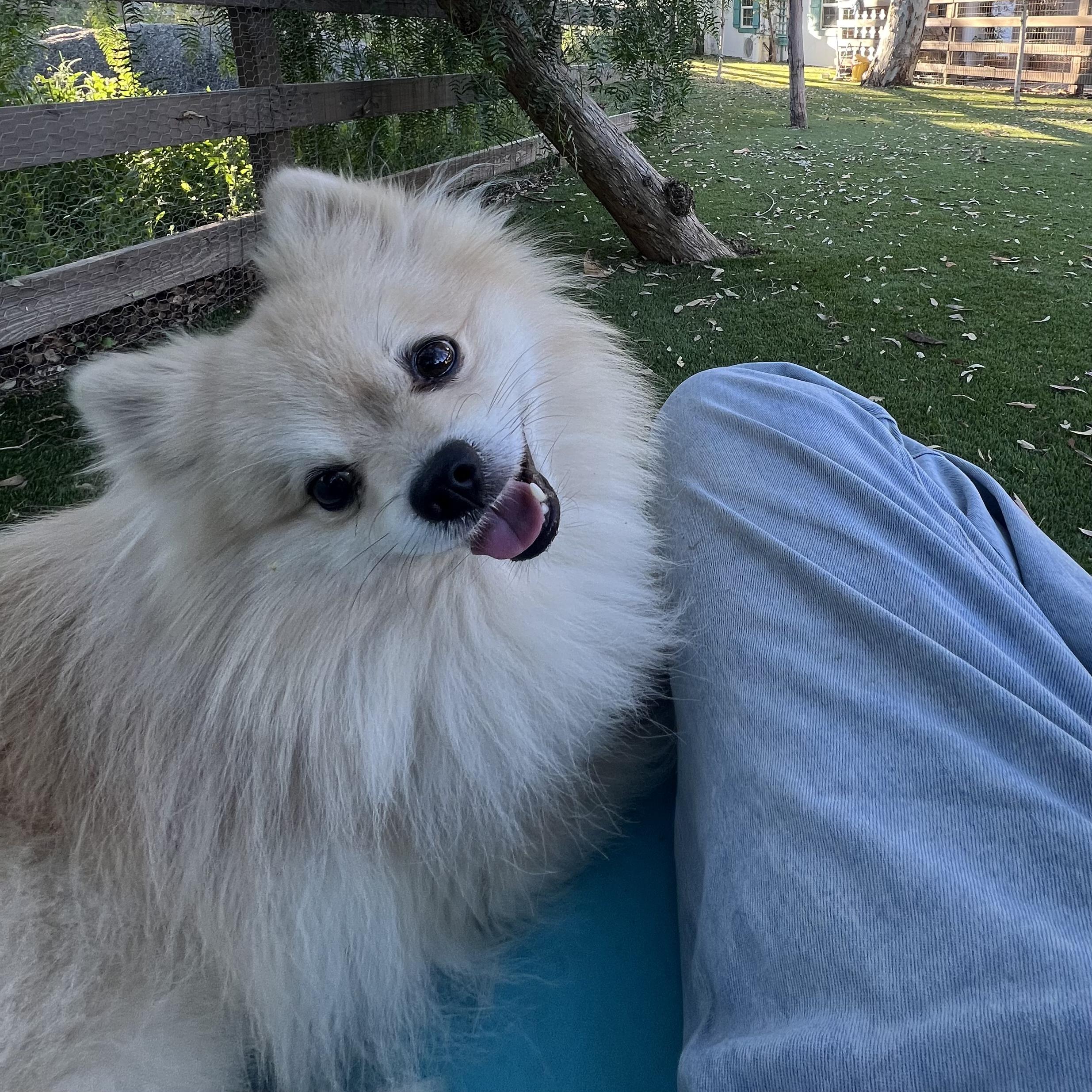 Enlarge Toby, a ADOPTABLE Pomeranian in West Hollywood, CA image 1/2