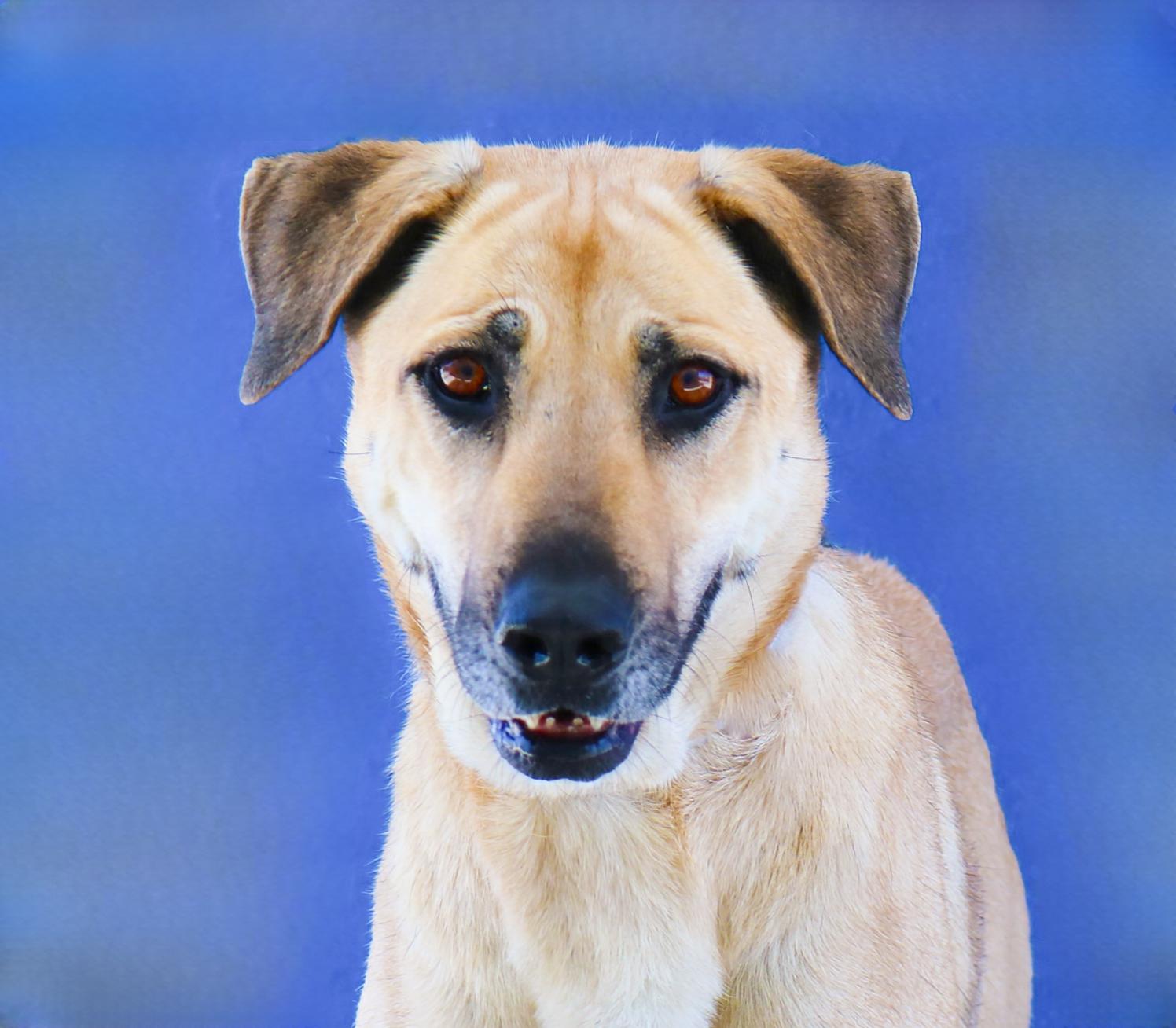 LILY, Adoptable, Adult Female Shepherd.