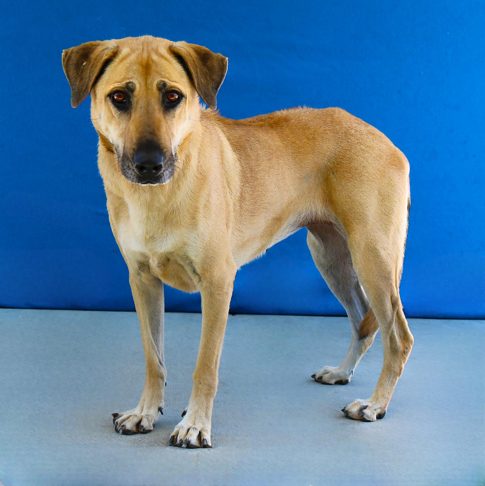 LILY, a Adoptable Shepherd in Pasadena, CA image 2/2