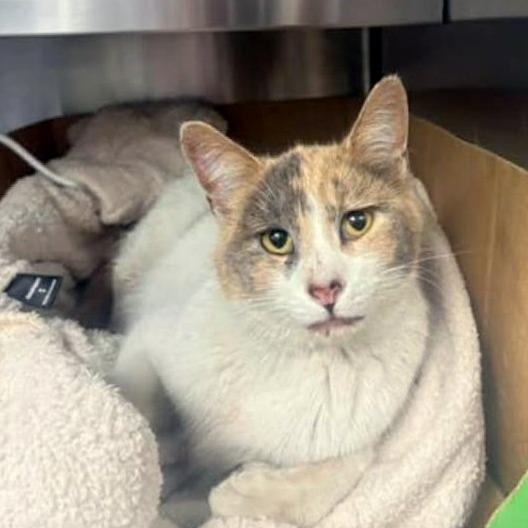 Melody, Adoptable, Young Female Domestic Short Hair.