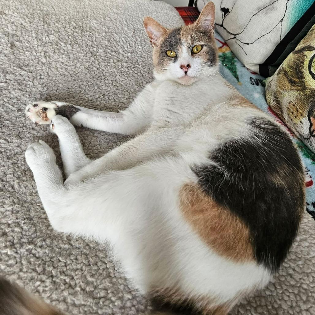 Enlarge Melody, a Adoptable Domestic Short Hair in FAIRWAY, KS image 2/5