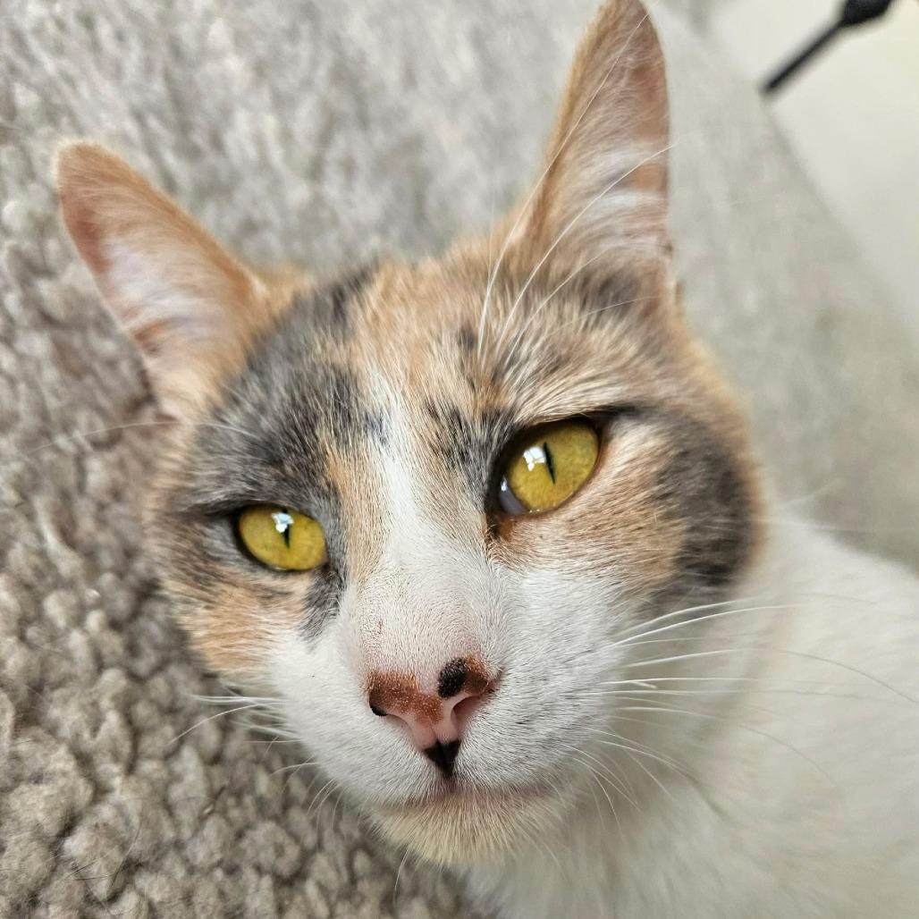 Enlarge Melody, a Adoptable Domestic Short Hair in FAIRWAY, KS image 3/5