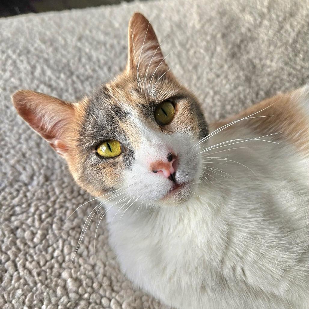 Enlarge Melody, a Adoptable Domestic Short Hair in FAIRWAY, KS image 4/5