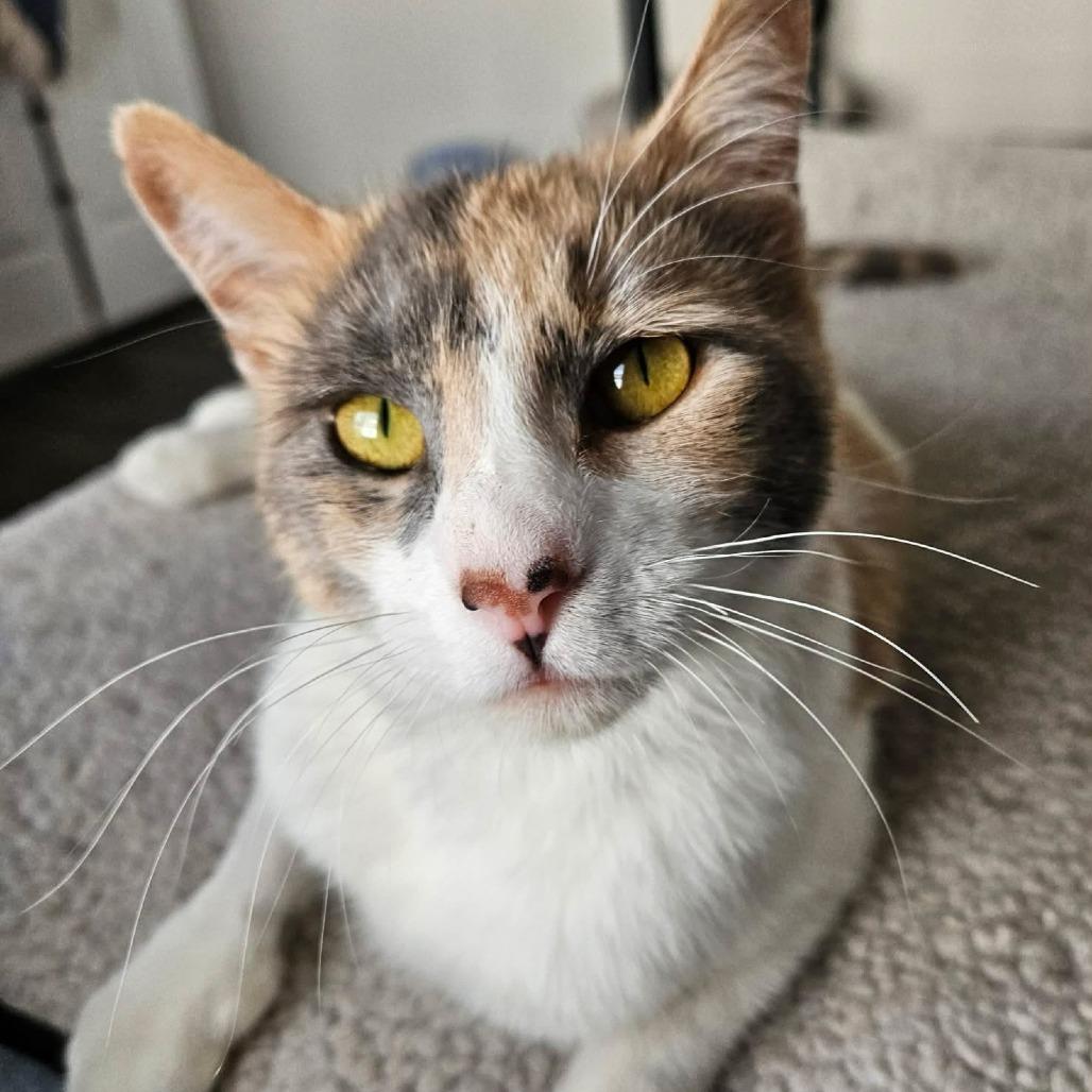 Enlarge Melody, a Adoptable Domestic Short Hair in FAIRWAY, KS image 5/5