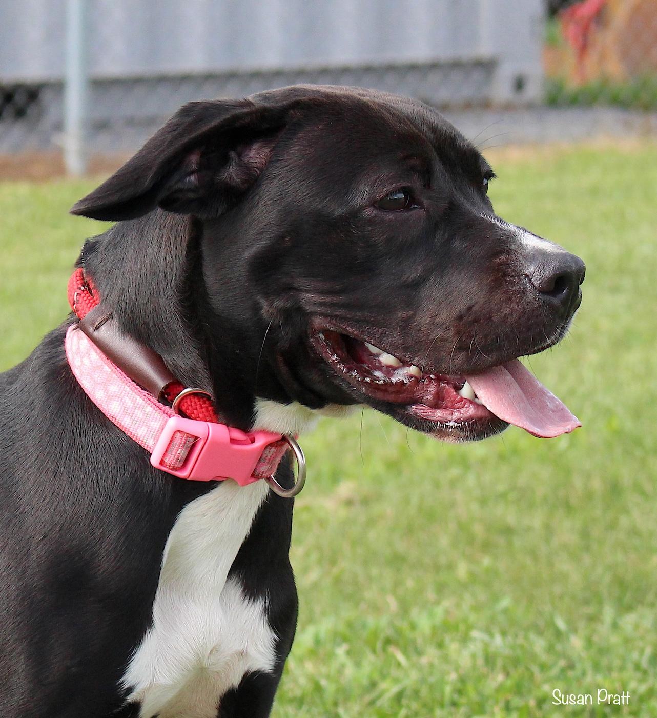 Enlarge Wednesday, a ADOPTABLE mixed breed in Bedford, VA image 1/3