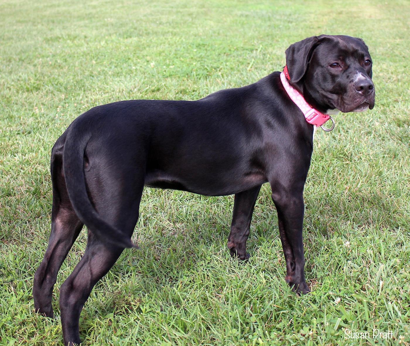Enlarge Wednesday, a ADOPTABLE mixed breed in Bedford, VA image 2/3