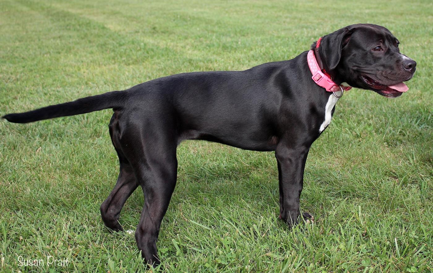 Enlarge Wednesday, a ADOPTABLE mixed breed in Bedford, VA image 3/3