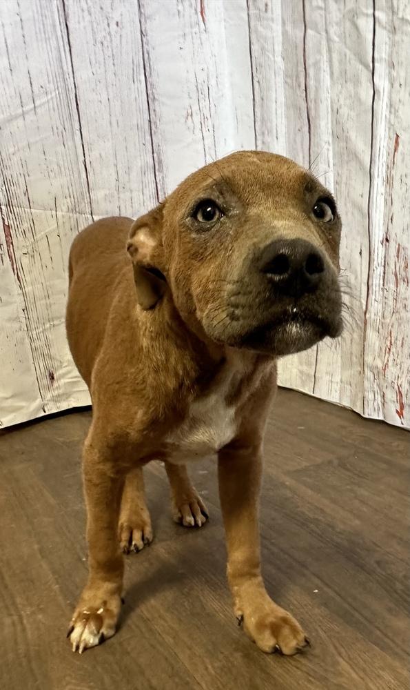 Bluto (Formerly Bruce), Adoptable, Adult Male American Bully.